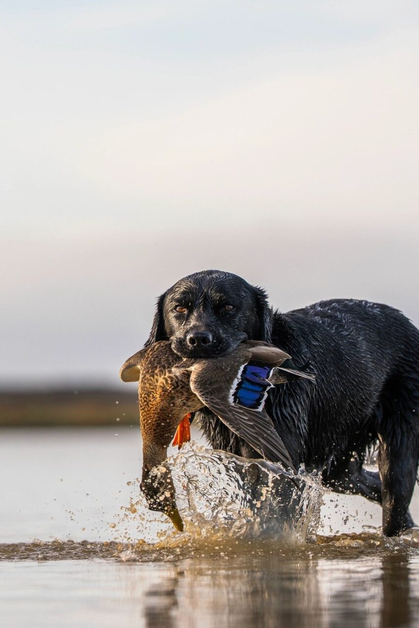 Central South Outfitters - Labrador retrieving a duck on a waterfowl hunt
